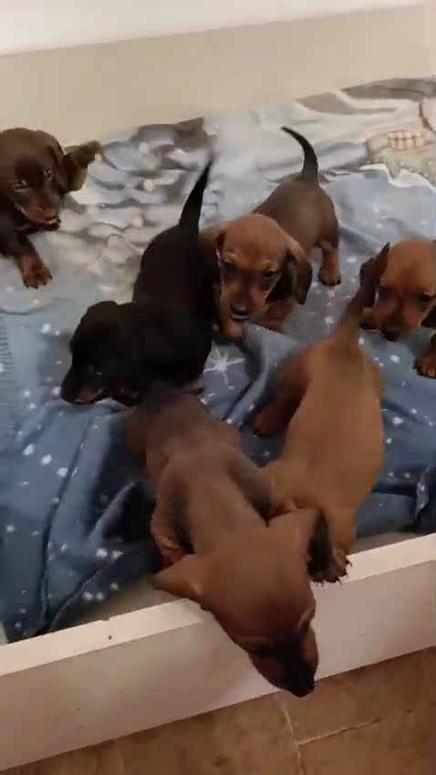 Bassotto cani in vendita: Bassotto Tedesco Standard - Video 1