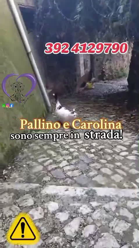 Europeo gatti in regalo: ♥️Non si meritano questo, si meritano il meglio♥️  - Video 1