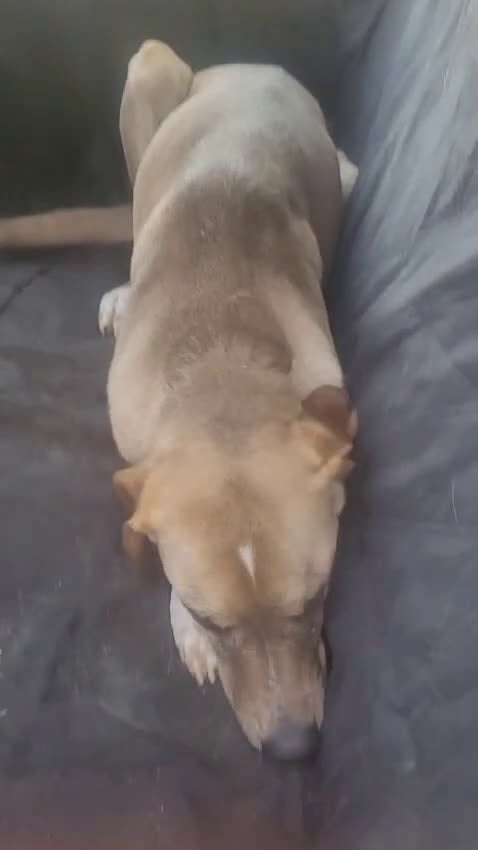 Meticcio cani in regalo: Dylan, splendido meticcio a Città metropolitana di Milano - Video 2