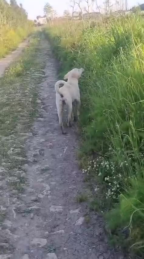 Meticcio cani in regalo: Peter a Provincia di Crotone - Video 2