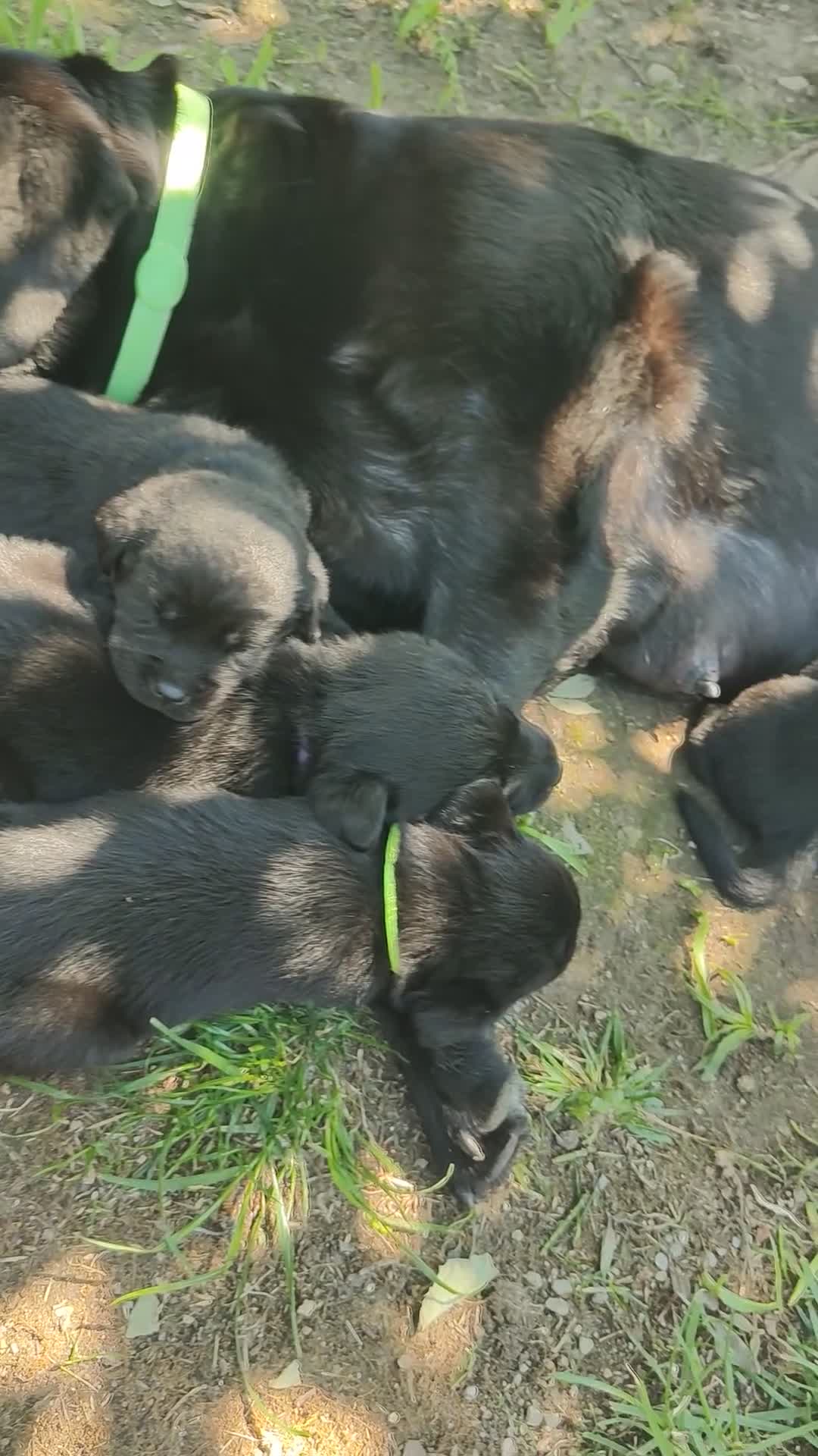 Labrador cani in vendita: Ultimo maschietto giallo di labrador retriever  a Provincia di Novara - Video 2