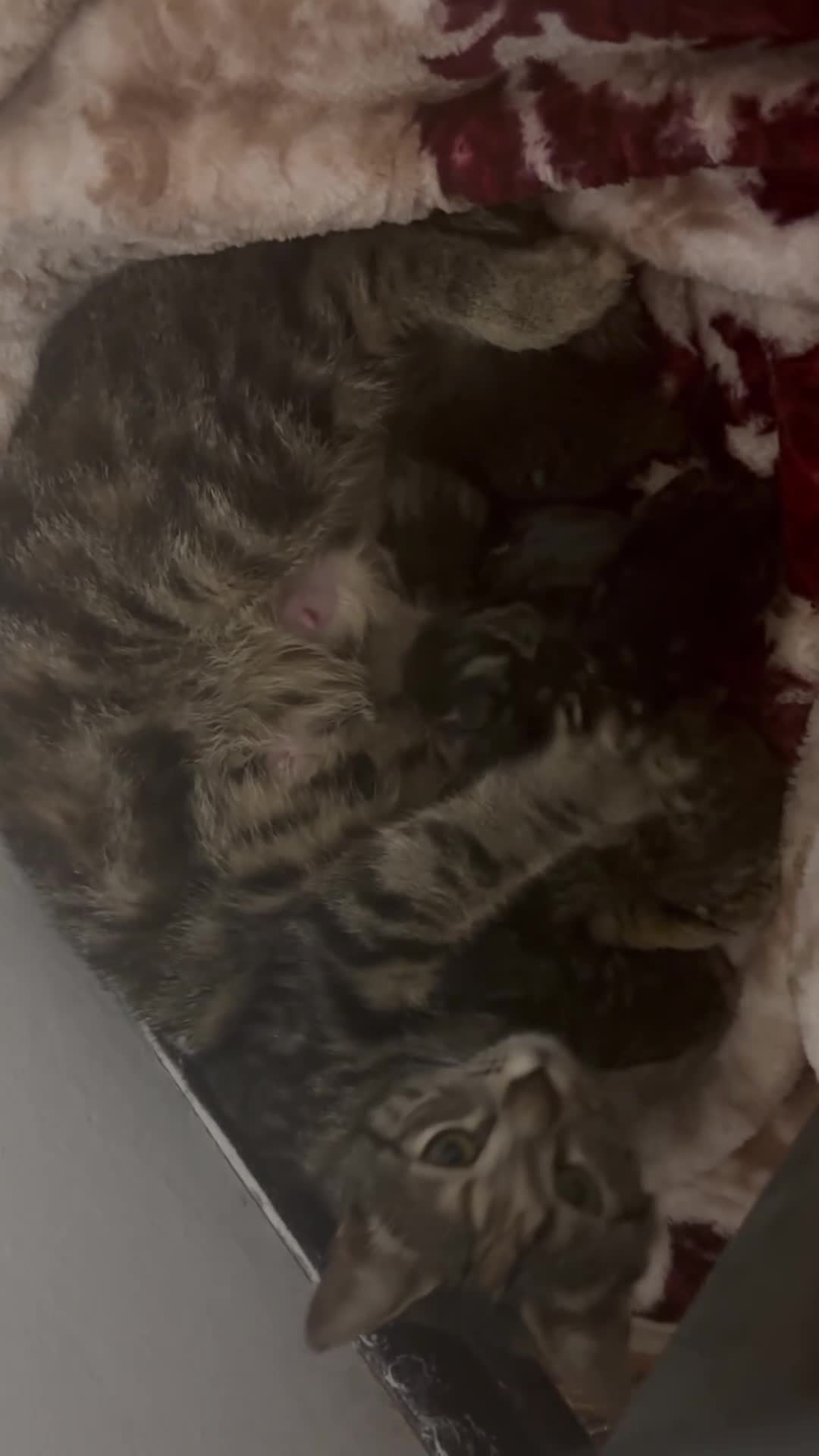 Bengala gatti in vendita: vendo gatti bengala  a Provincia di Ancona - Video 1