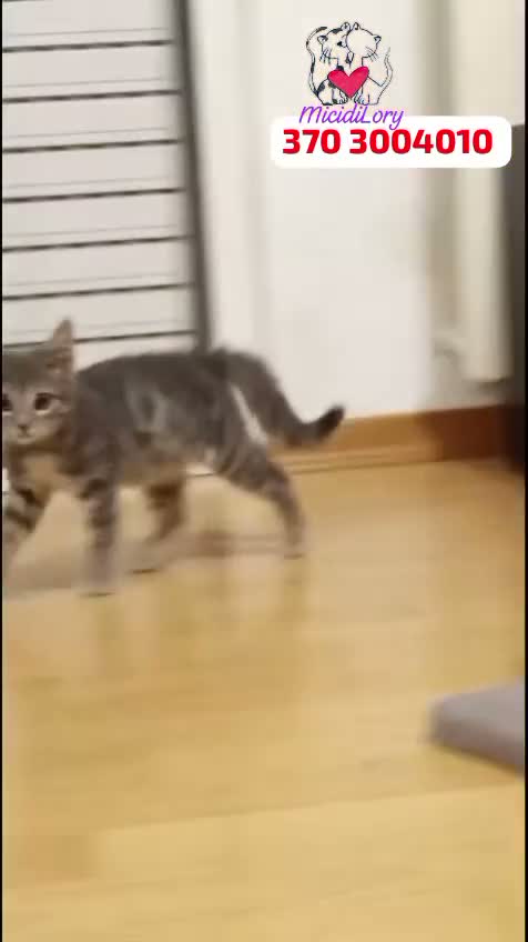 Europeo gatti in regalo: PICCOLO FILIPPO GATTINO DOLCISSIMO a Città metropolitana di Roma Capitale - Video 1