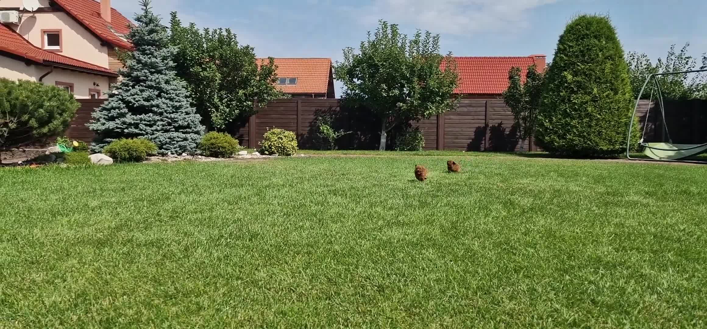 Barboncino Toy cani in vendita: Barboncino mini toy e Teacup Red brown  - Video 5