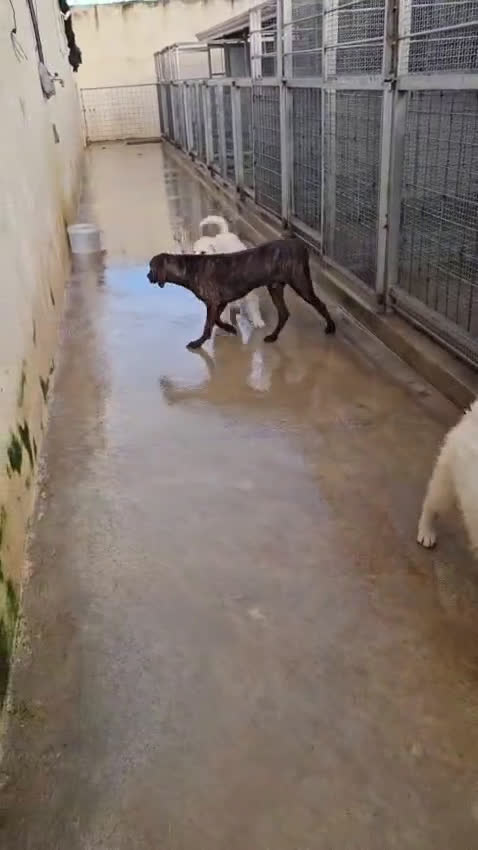 Segugio cani in regalo: Michele: timido segugio dolcissimo con tutti  - Video 1