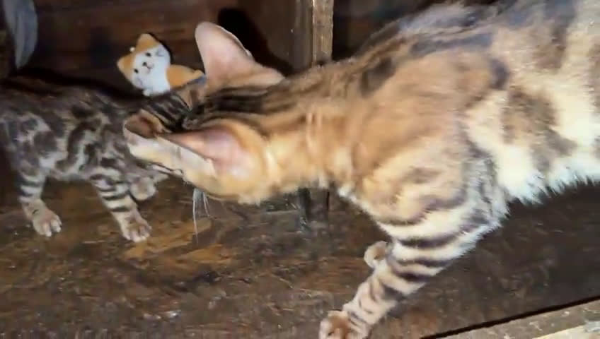 Bengala gatti in vendita: Cucciole di Bengal con Pedigree a Provincia di Asti - Video 3