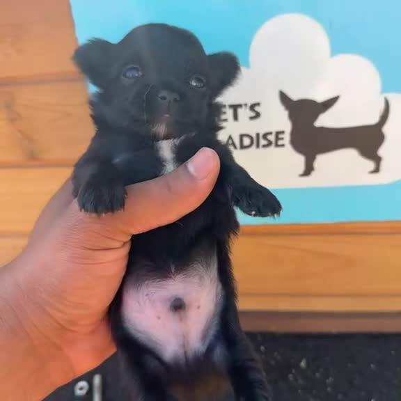 Chihuahua cani in vendita: 2 maschi e 2 femmine a pelo lungo pedigree enci  - Video 4
