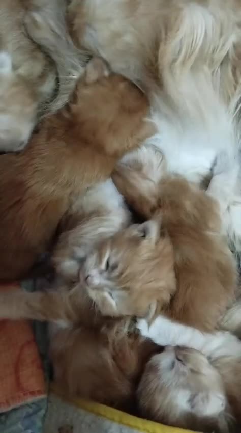 Maine Coon gatti in vendita: Maine Coon xxl alta genetica  a Provincia di Salerno - Video 1