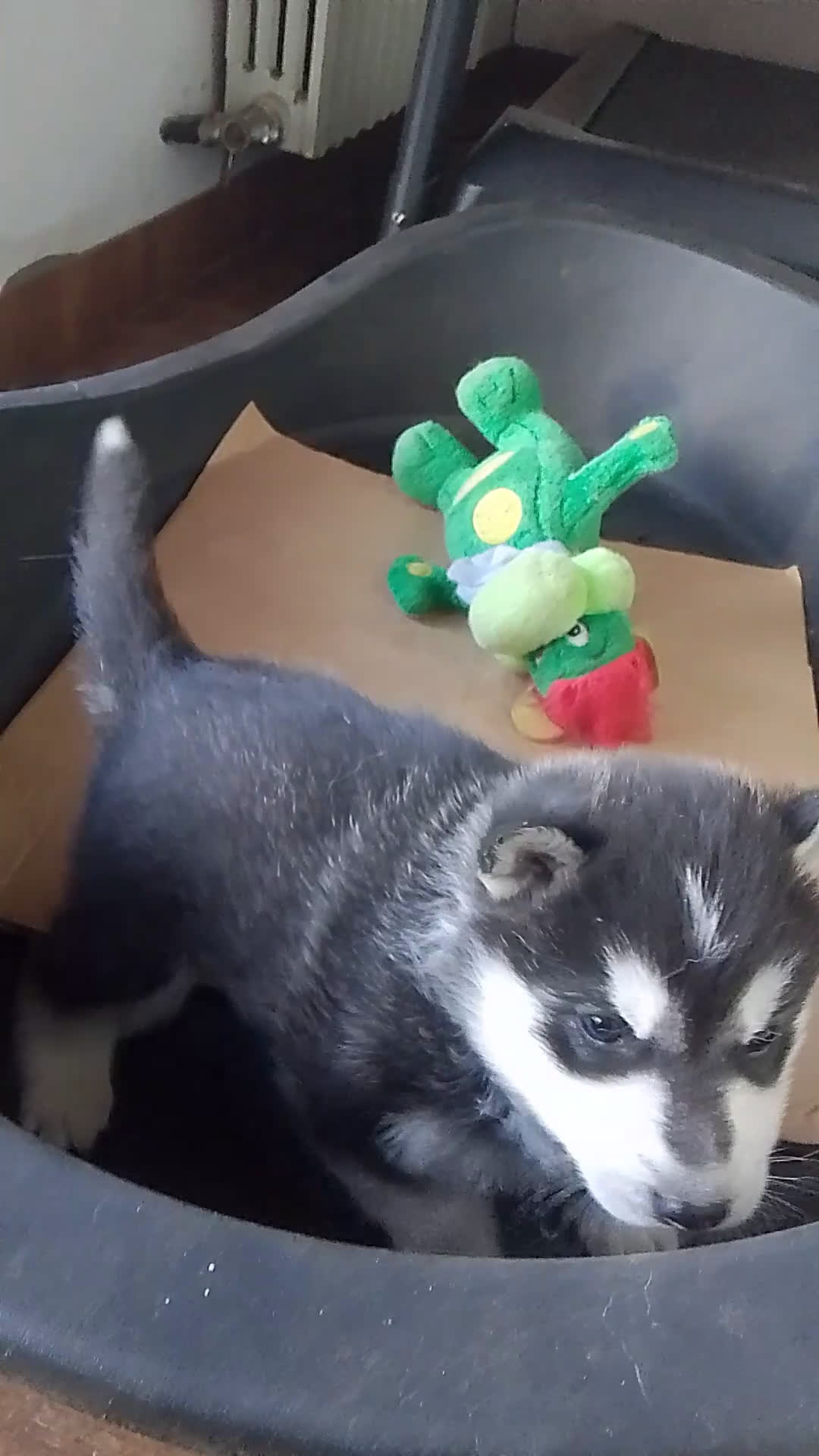 Husky cani in vendita: Cucciolo di siberian husky  - Video 2