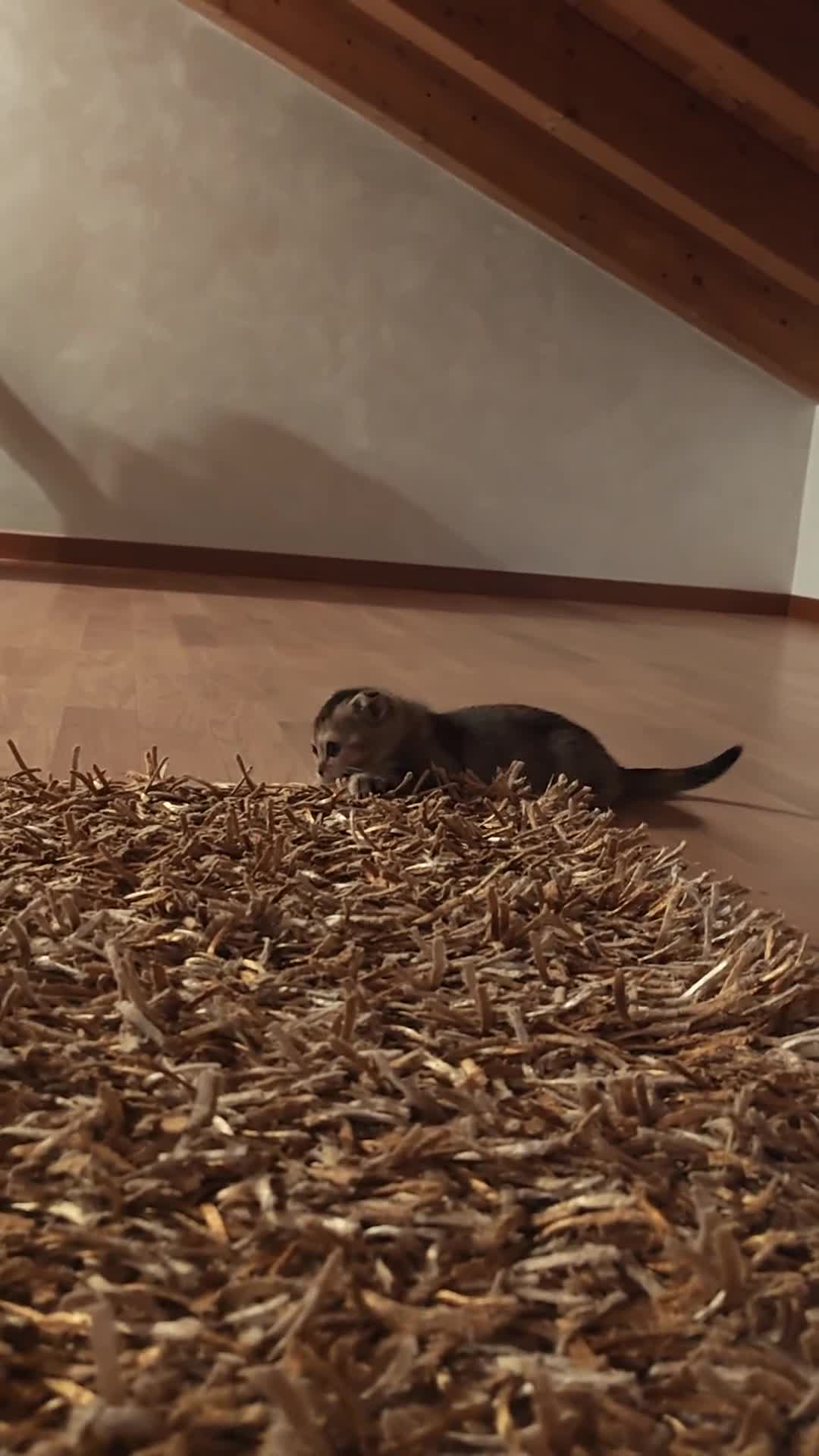 Scottish gatti in vendita: Gattini scottish - Video 1