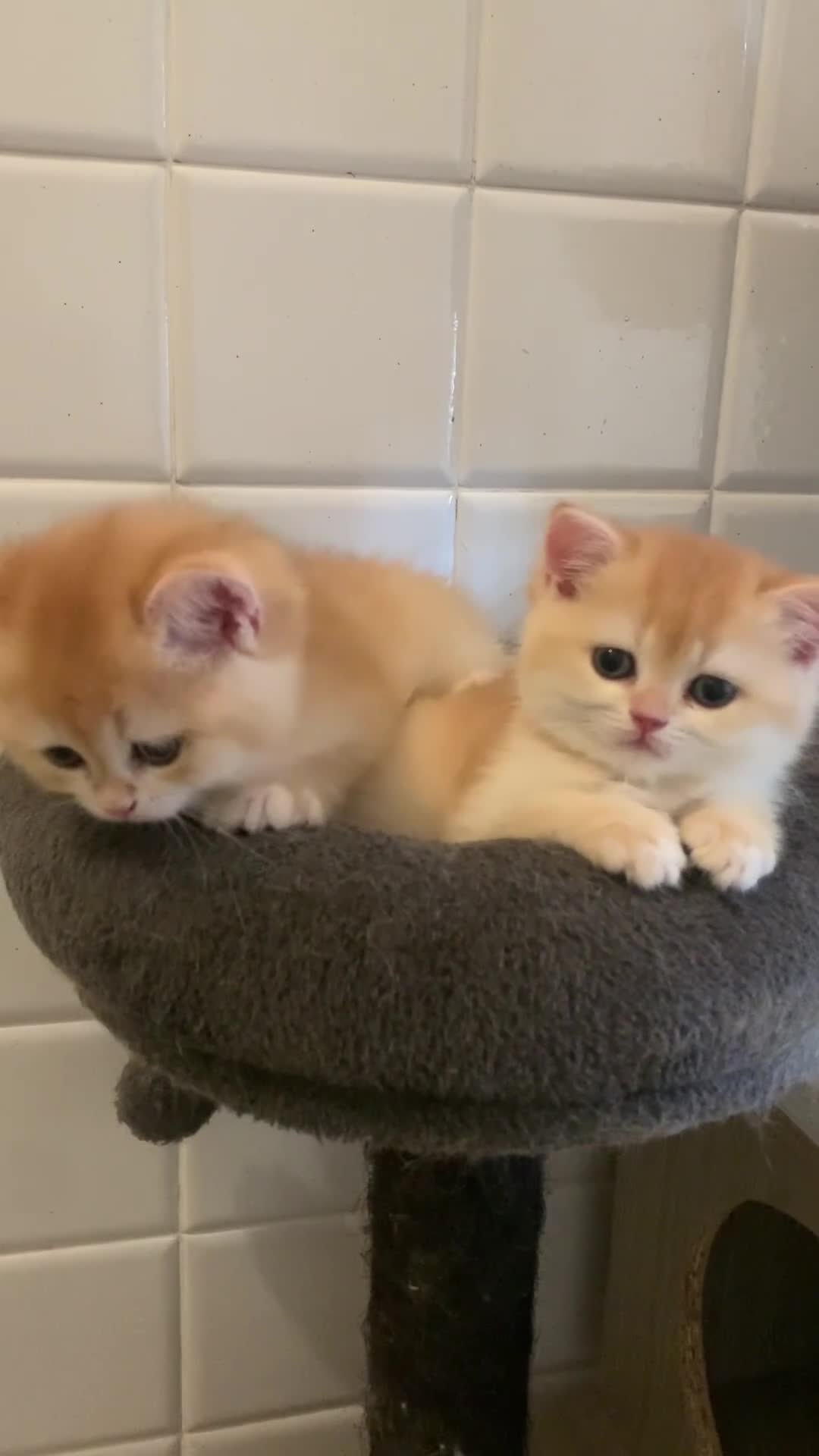 British gatti in vendita: British Shorthair golden chell  - Video 3