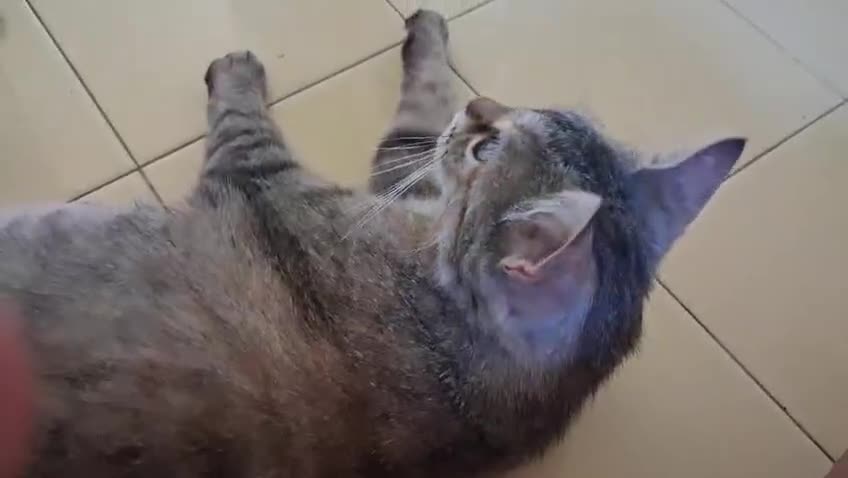 Europeo gatti in regalo: AURORA LA BONTA' FATTA GATTINA - Video 1