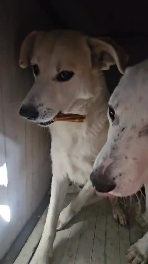 Meticcio cani in regalo: Oipe: docile e socievole. Taglia contenuta  - Video 2