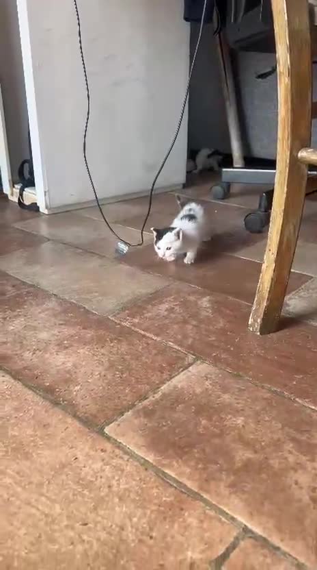 Europeo gatti in vendita: Cucciolata di gatti europei - Video 2