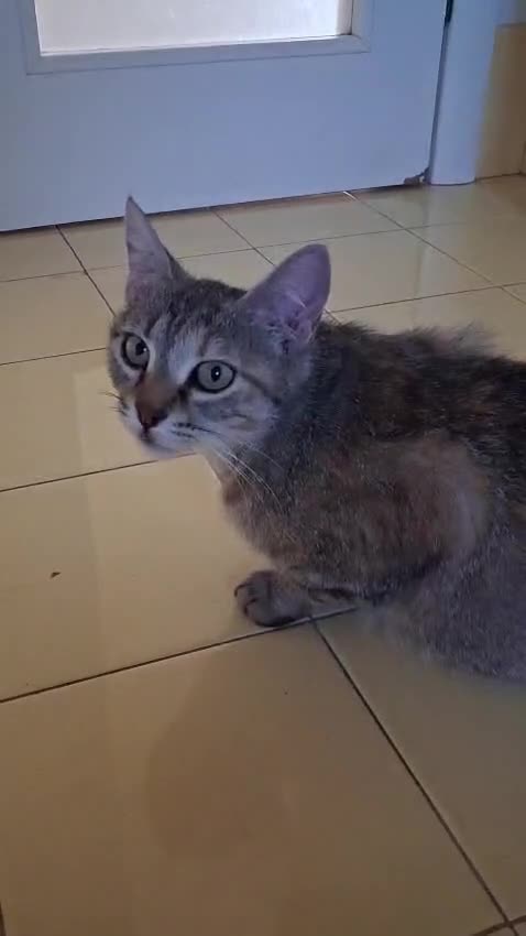 Europeo gatti in regalo: AURORA DOLCISSIMA GATTINA - Video 2