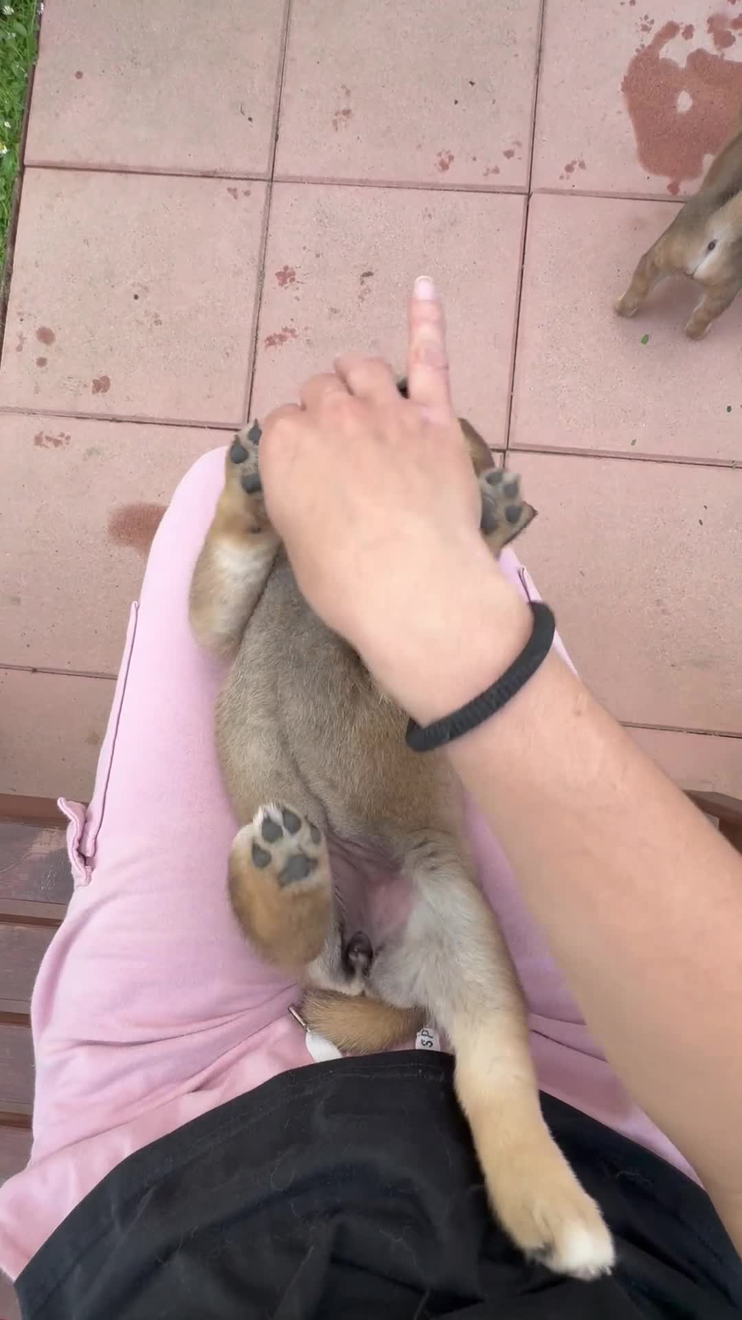 Shiba Inu cani in vendita: Cuccioli con pedigree ENCI  - Video 2