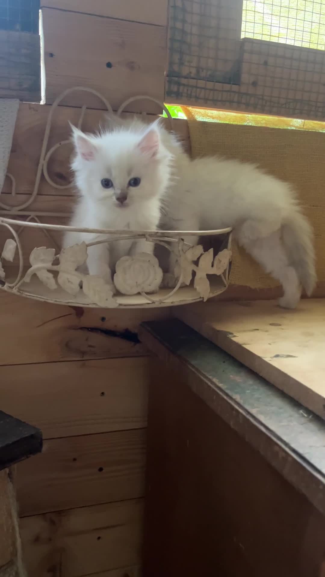 Ragdoll gatti in vendita: Ragdoll cuccioli splendidi con pedigree.. - Video 1