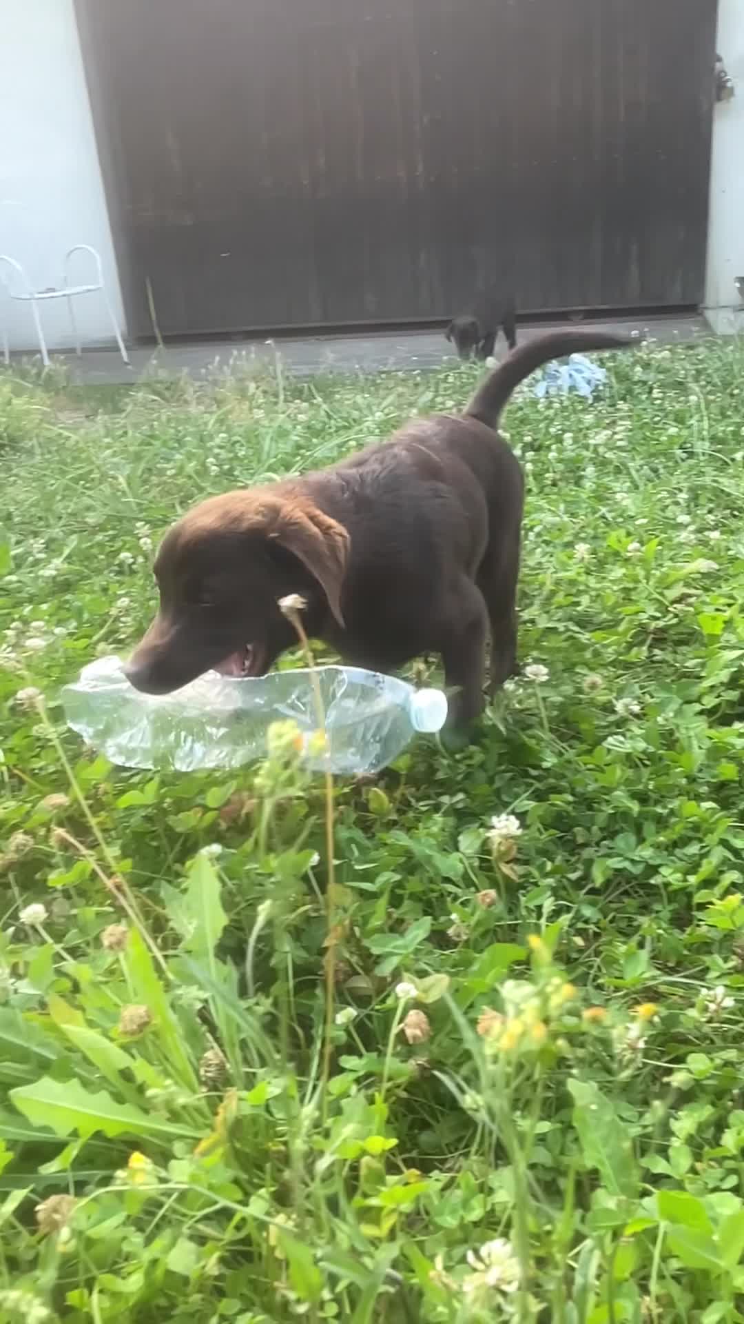 Labrador cani in vendita: LABRADOR CIOCCOLATO CON PEDEGREE a Provincia di Brescia - Video 2
