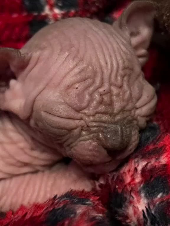 Sphynx gatti in vendita: Sphynx  a Città metropolitana di Roma Capitale - Video 1