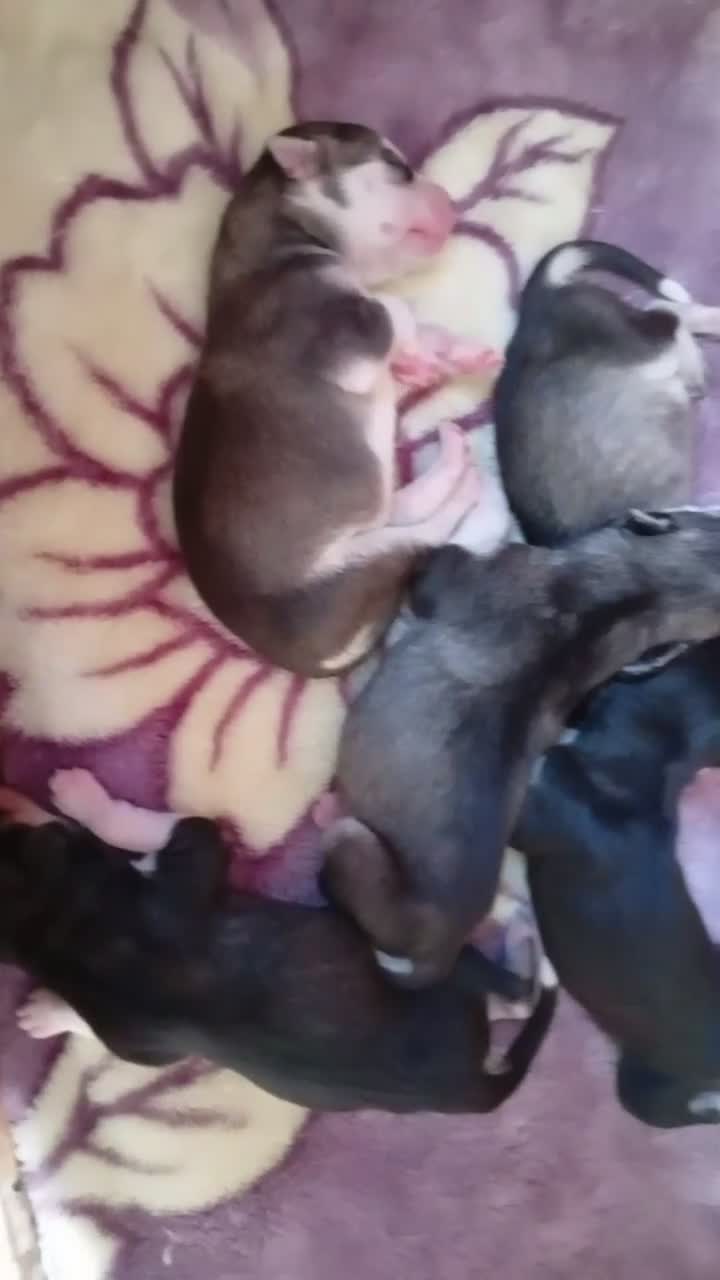 Husky cani in vendita: Cuccioli Siberian husky occhi azzurri  - Video 1