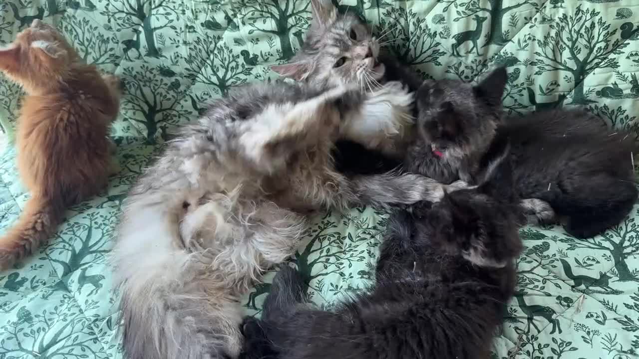 Maine Coon gatti in vendita: Cuccioli di maine coon manto black smoke - Video 3