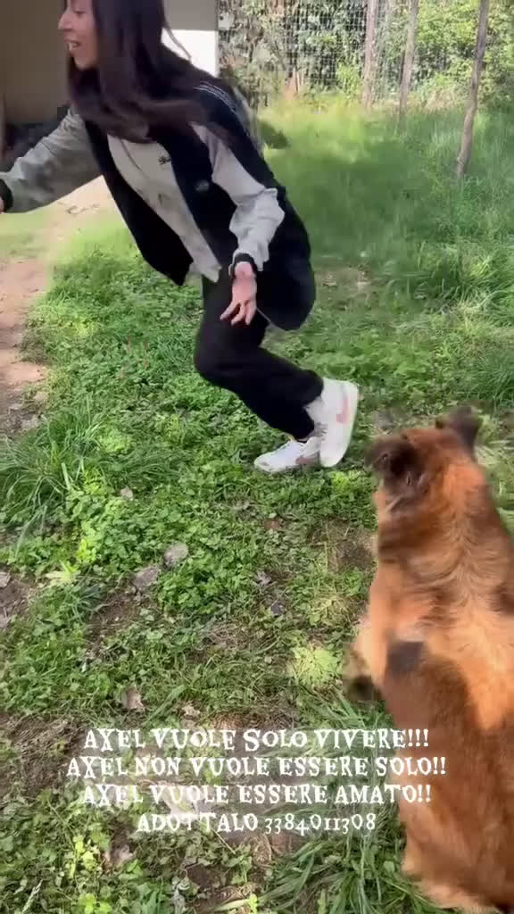 Meticcio cani in regalo: Axel cerca una famiglia  - Video 3