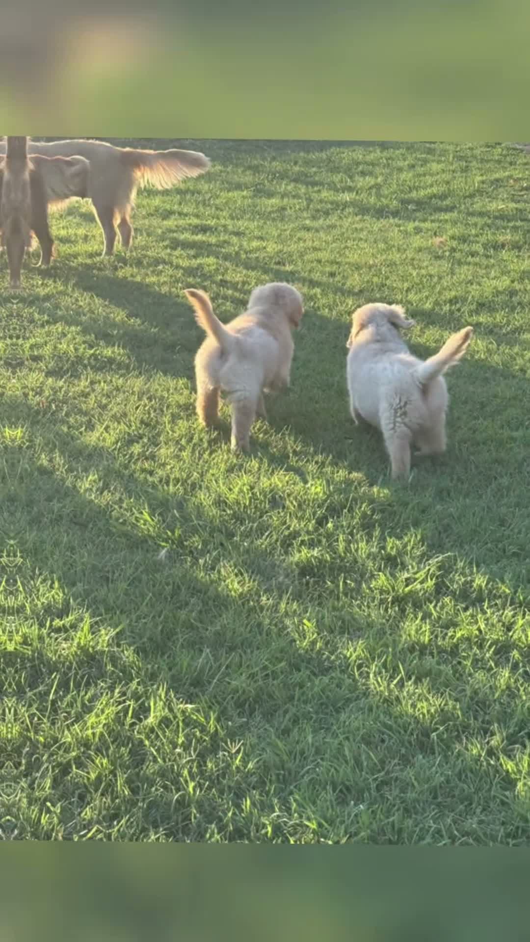 Golden Retriever cani in vendita: Golden sel. caratterialmente/morfologicamente  - Video 1