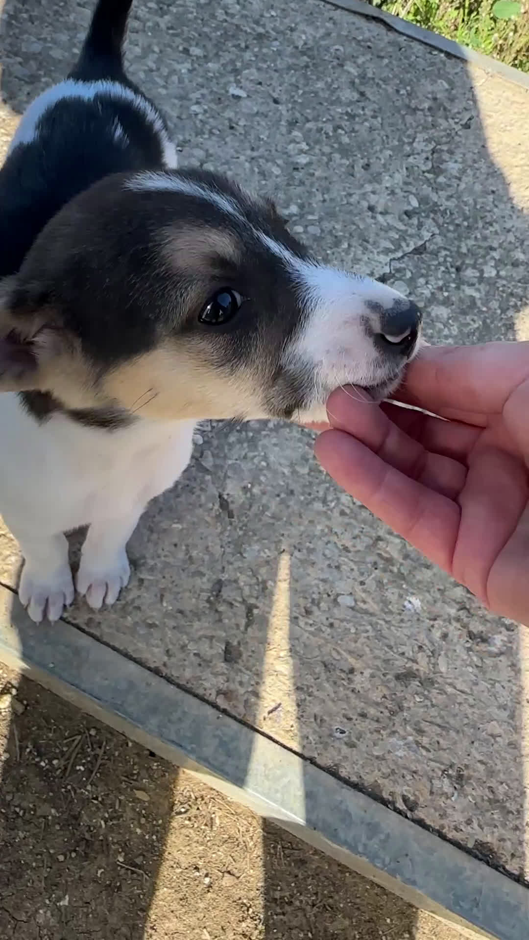 Meticcio cani in regalo: Ginger cerca casa - Video 1