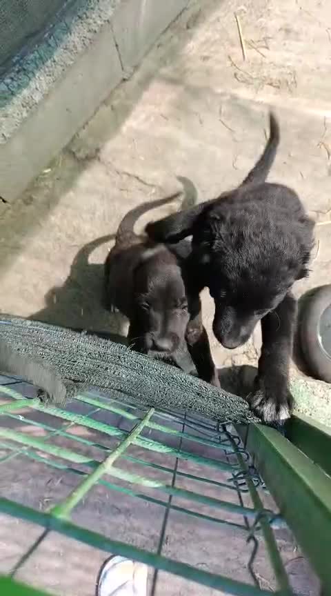 Meticcio cani in regalo: Filippa e Jenny, due piccole cucciole in canile - Video 1