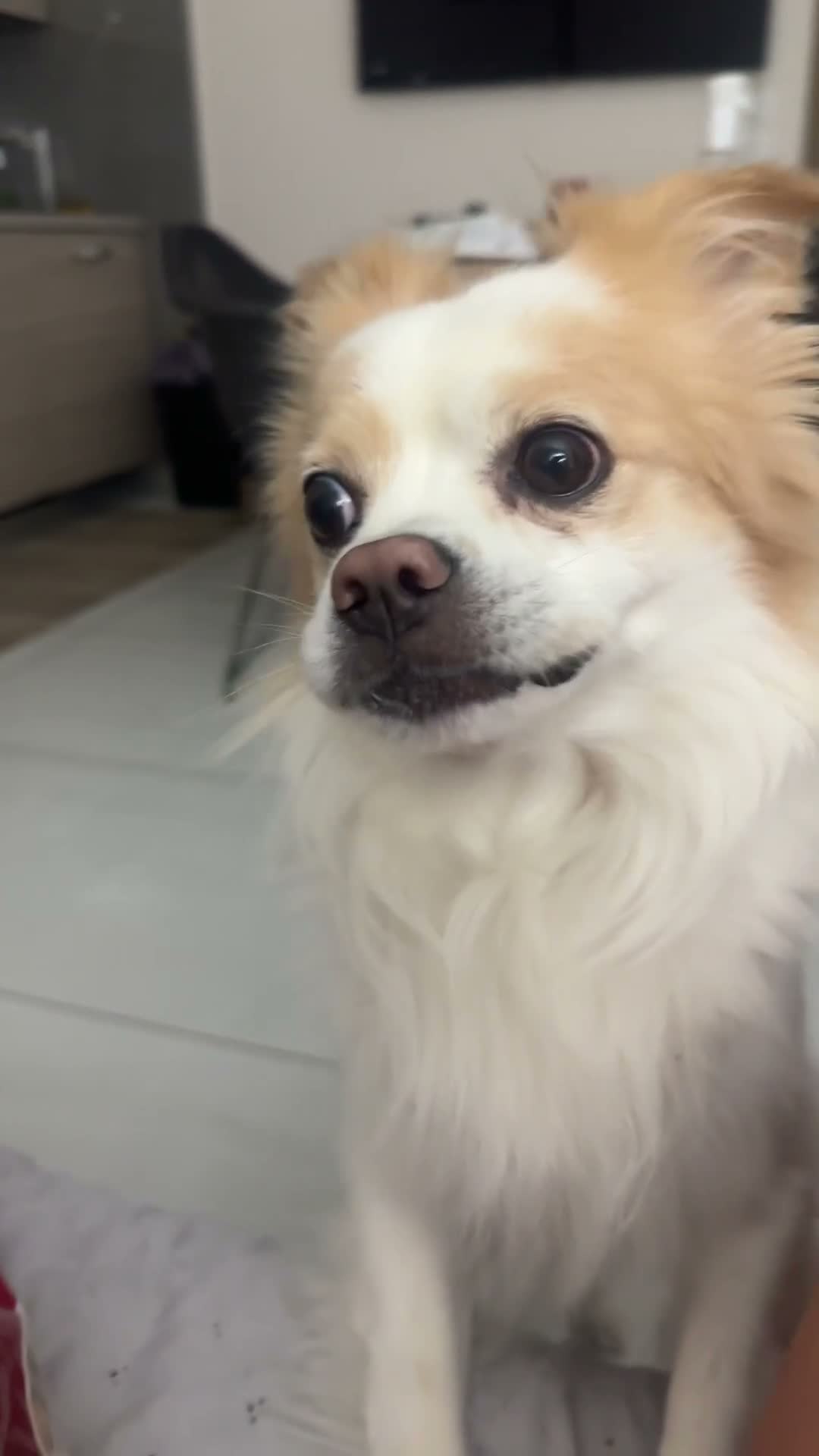Meticcio cani per accoppiamento: Spyro cerca fidanzatina a Provincia di Chieti - Video 1