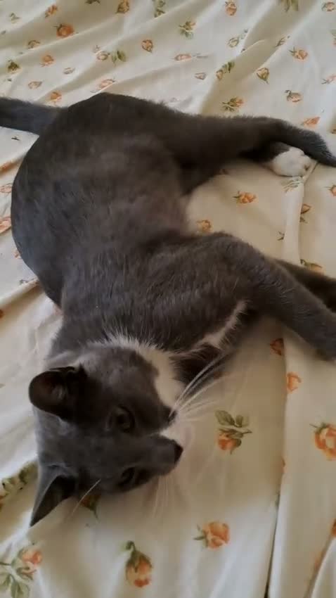Europeo gatti in regalo: STUPENDO BALU' CERCA UNA MAMMA a Città metropolitana di Milano - Video 1