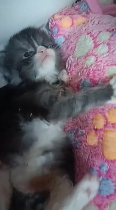 Maine Coon gatti in vendita: SPLENDIDA CUCCIOLATA  - Video 2
