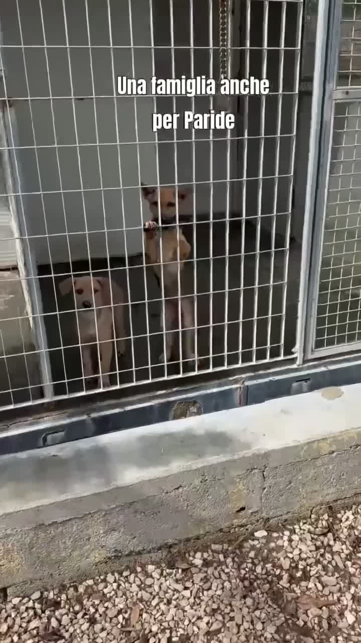 Meticcio cani in regalo: Paride dolce cucciolo in adozione - Video 1