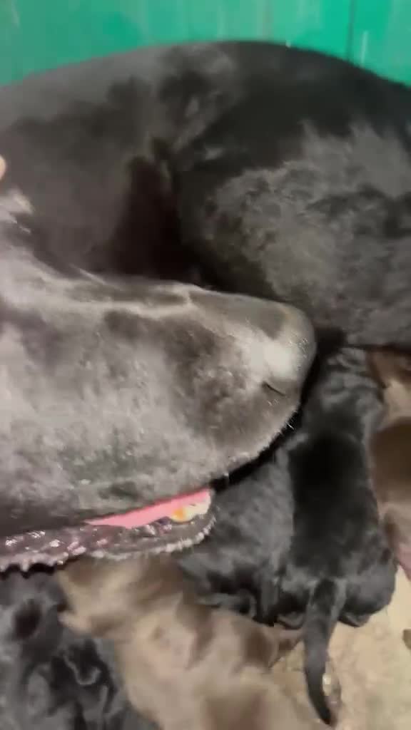 Labrador cani in vendita: Cuccioli di Labrador con Pedigree a Provincia di Varese - Video 1