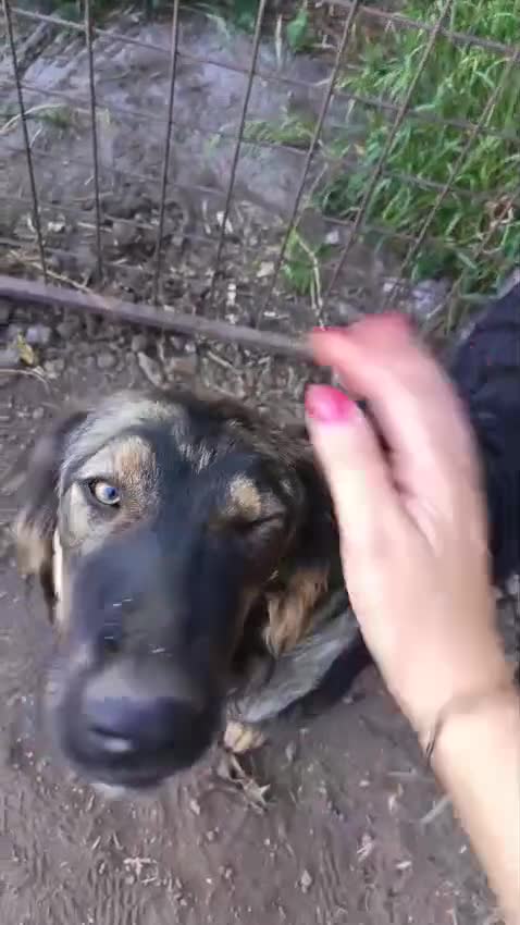Meticcio cani in regalo: Destiny in canile a catania - Video 2