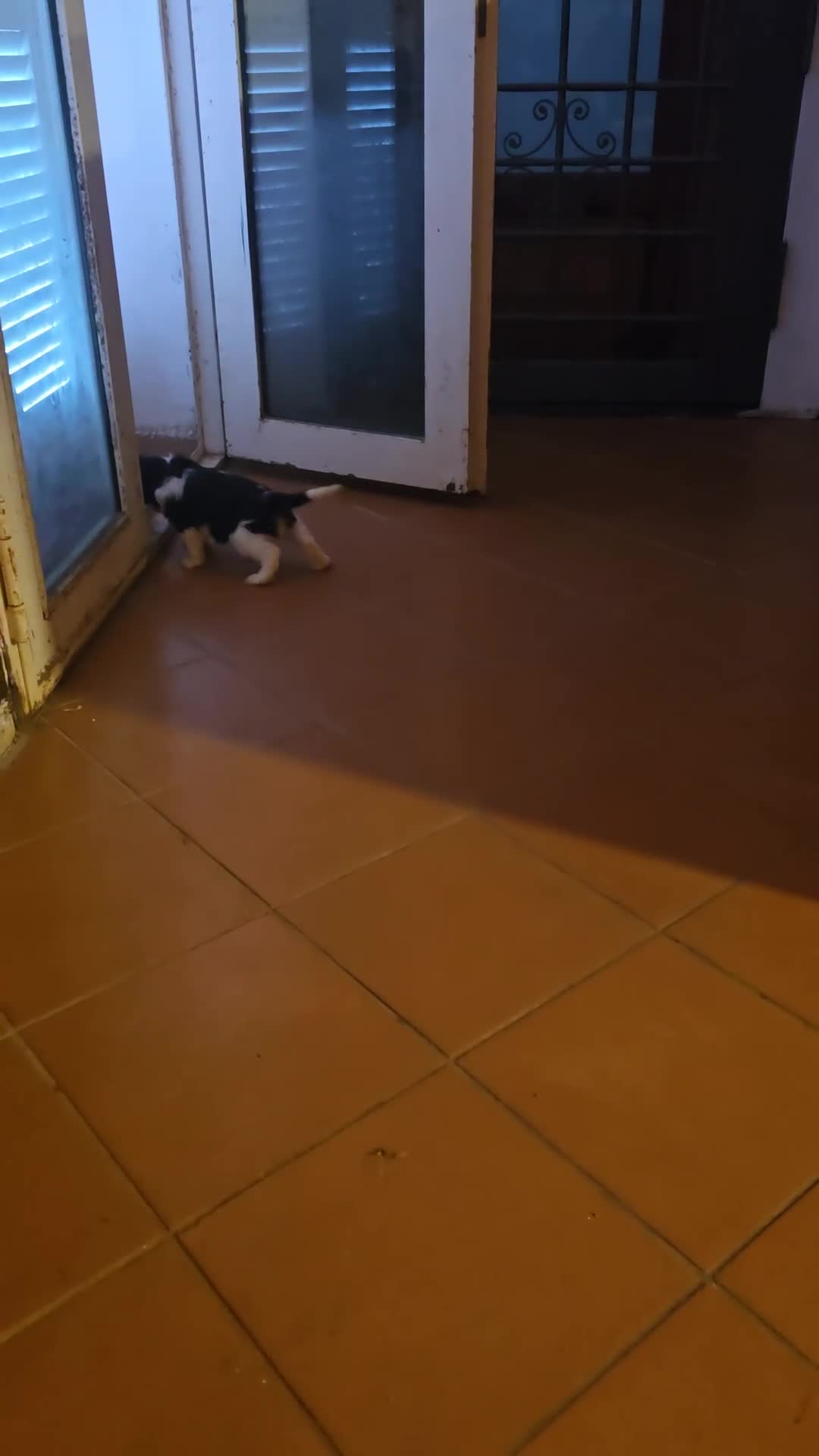 Cavalier King cani in vendita: Cuccioli di Cavalier King Charles Spaniel - Video 3