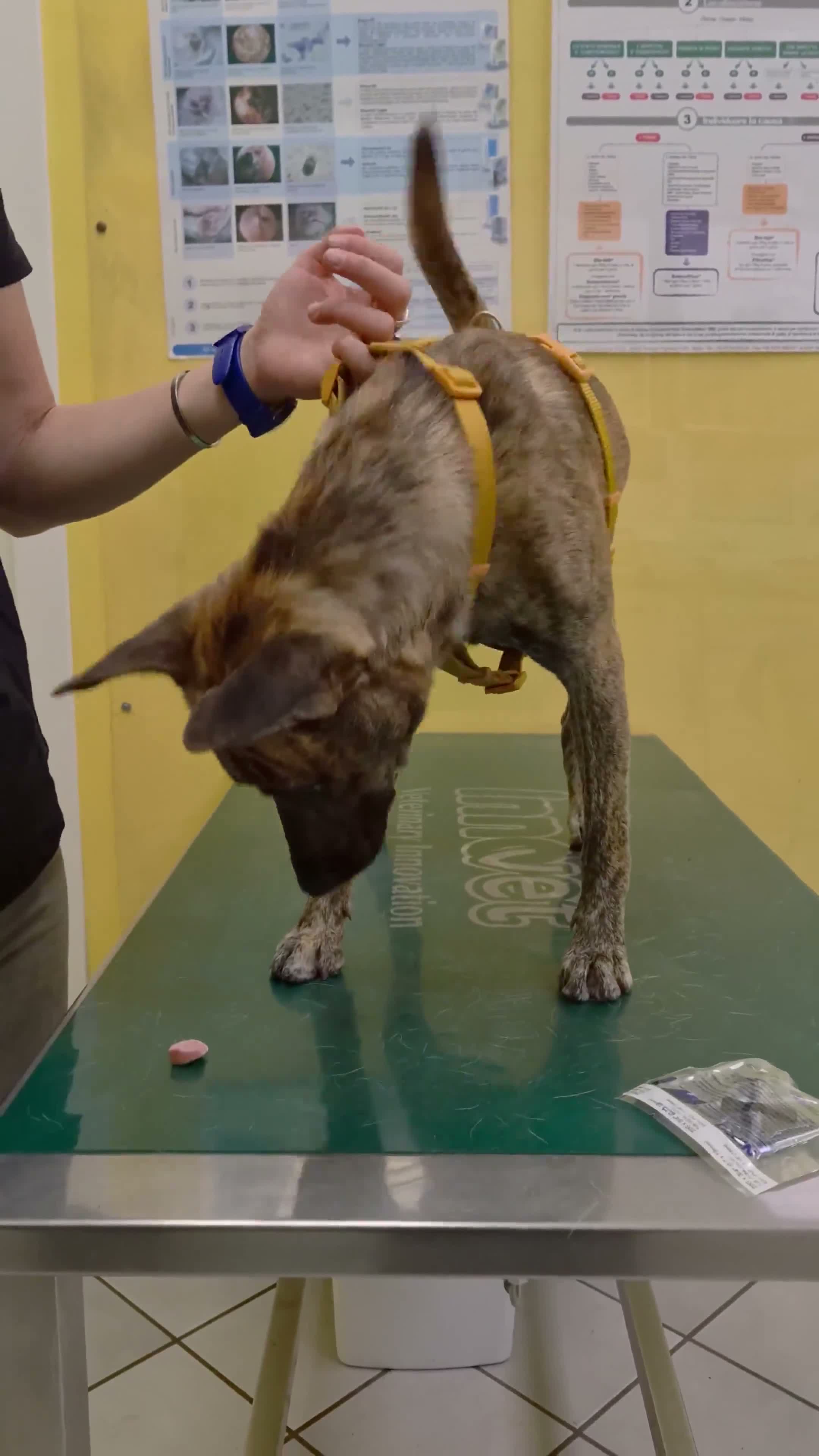 Meticcio cani in regalo: GEOLIER giovane aspettava chi l'ha abbandonato - Video 1
