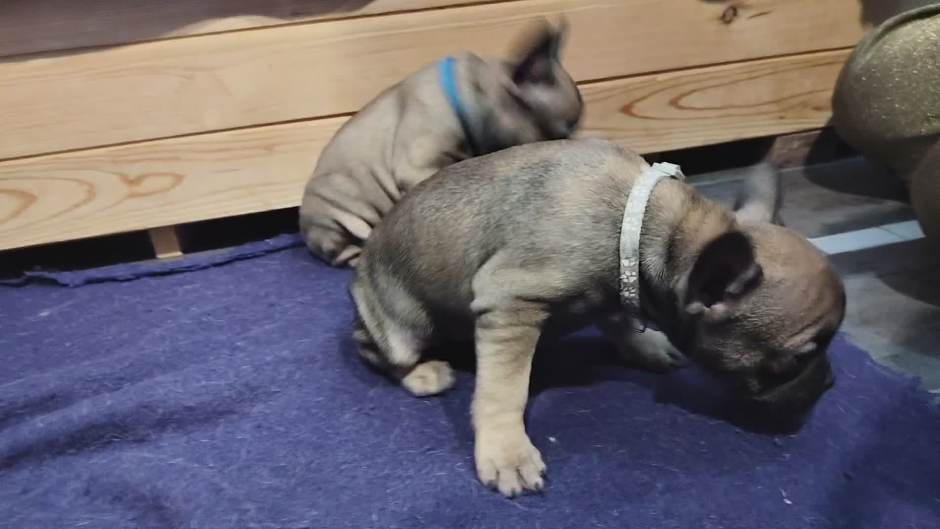 Bulldog Francese cani in vendita: Ultima cucciola di Bulldog francese  - Video 1