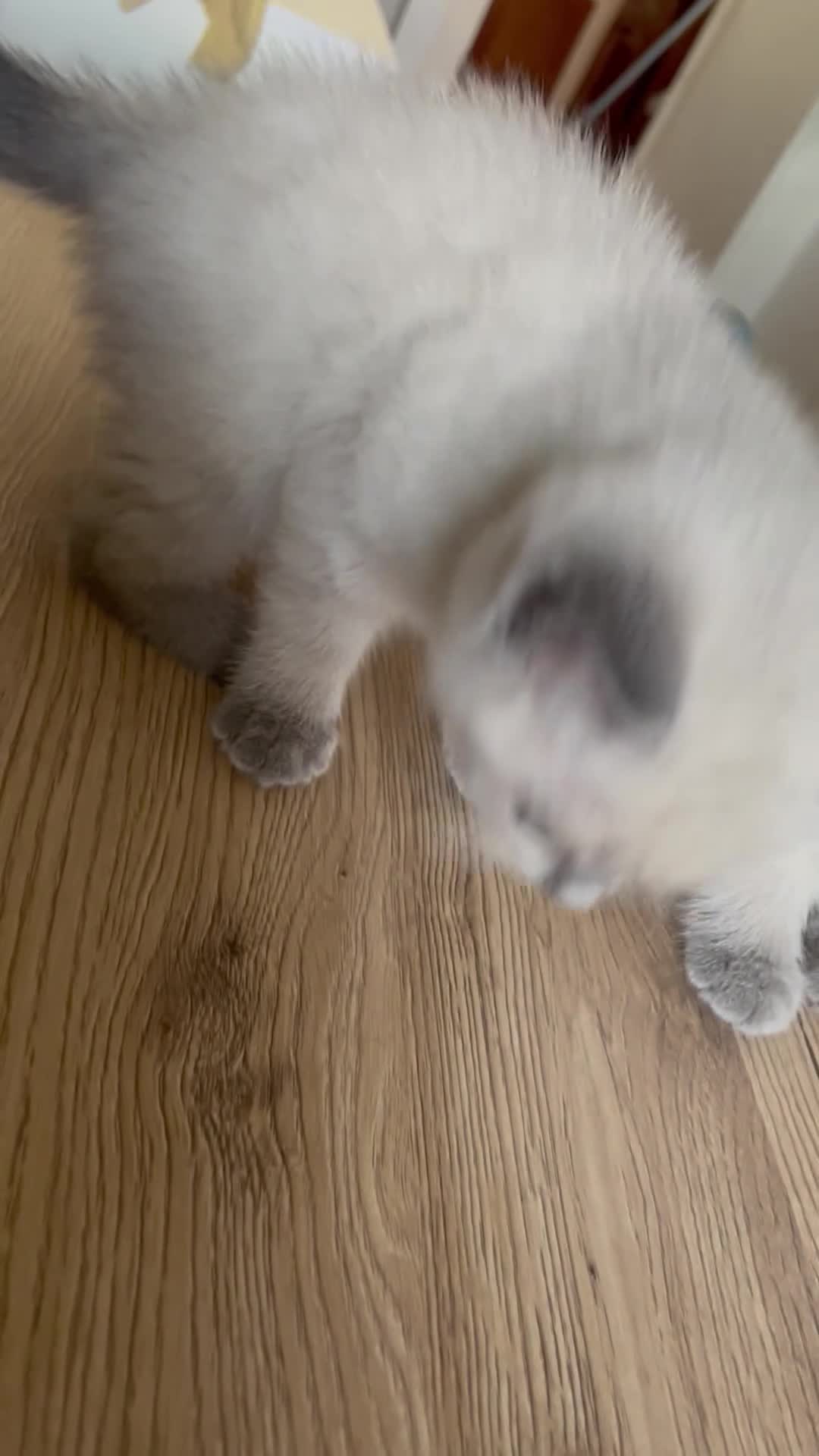 Scottish gatti in vendita: Gattine scottish straight point manto silver - Video 1