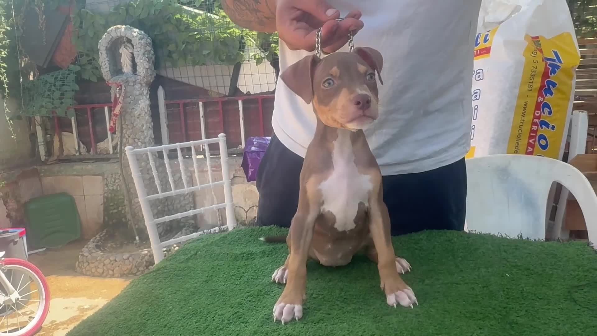 Pitbull cani in vendita: Pitbull - Video 1