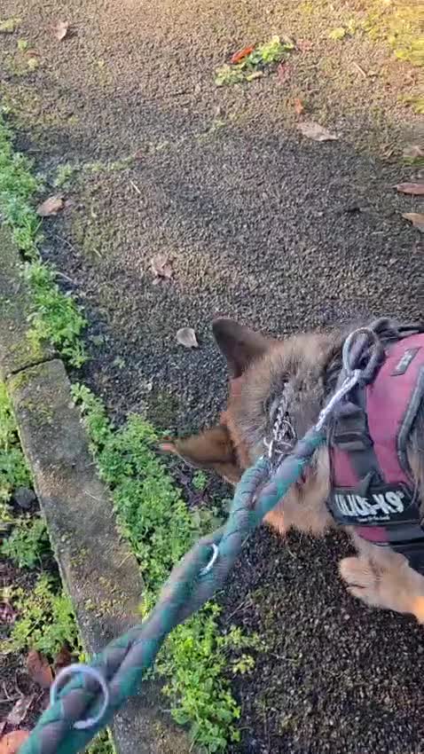 Meticcio cani in regalo: IBRA PASTORE TEDESCO - Video 1
