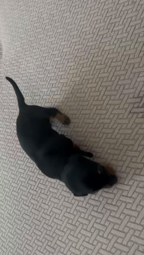 Bassotto cani in vendita: BASSOTTINI - Video 1