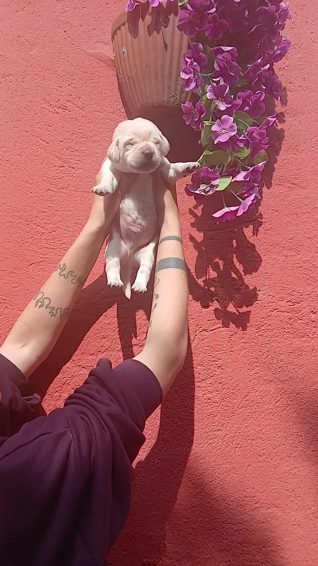 Labrador cani in vendita: Labrador  - Video 3