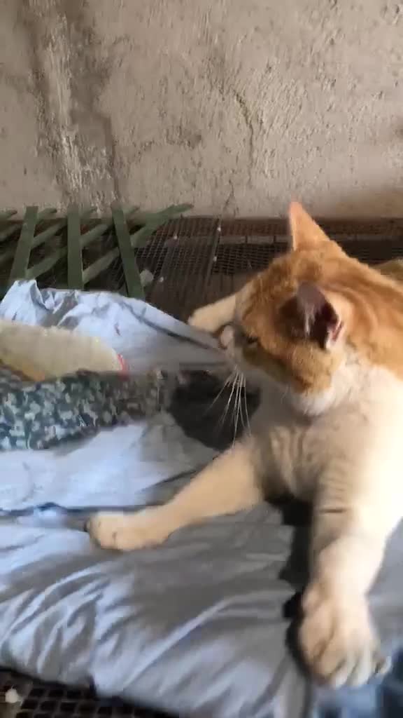 Europeo gatti in regalo: CAMILLO BELLISSIMO GATTO CERCA CASA - Video 3