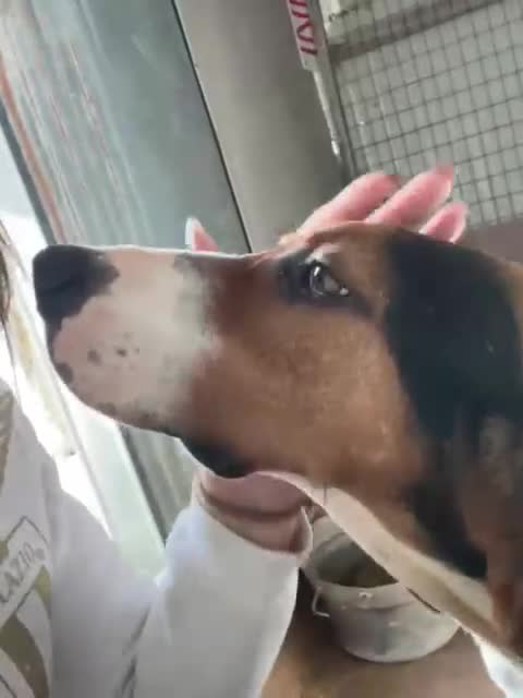 Segugio cani in regalo: LA SPLENDIDA PENELOPE - Video 3