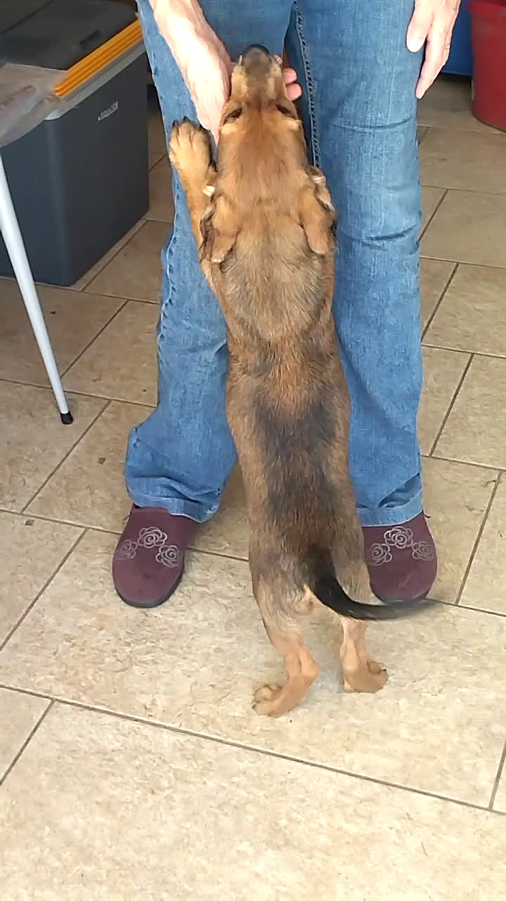 Meticcio cani in regalo: CUCCIOLO tg MP - Video 1