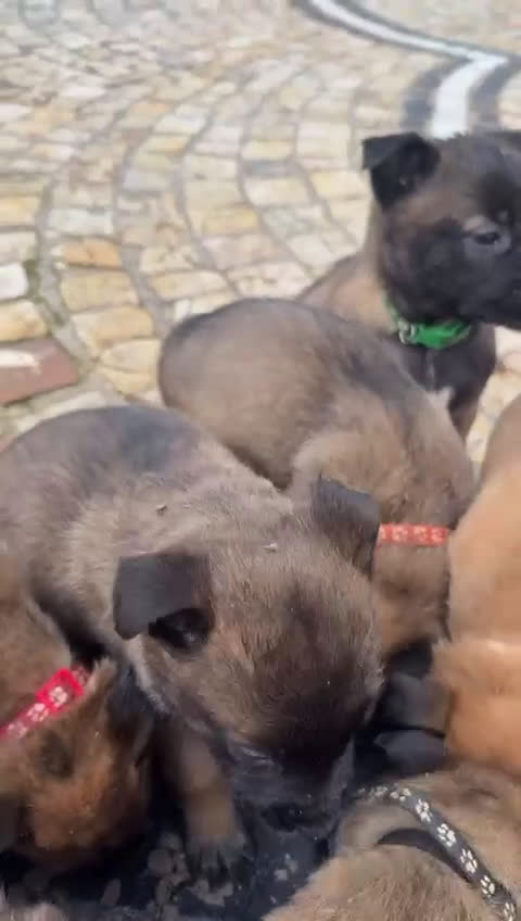 Pastore Belga cani in vendita: Splendidi cuccioli di Pastore Belga Malinois  - Video 1