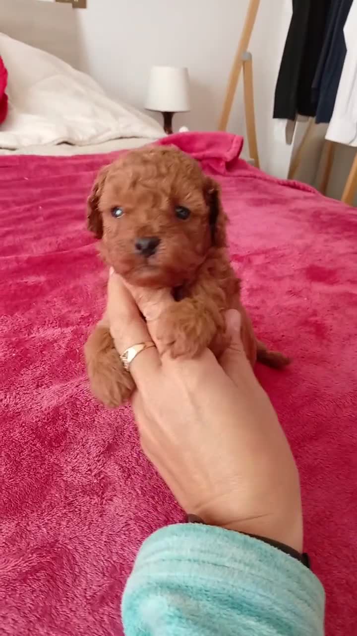 Barboncino Toy cani in vendita: Barboncini toy - Video 2