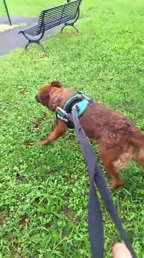Meticcio cani in regalo: JONAS CANE MOLTO BUONO - Video 1
