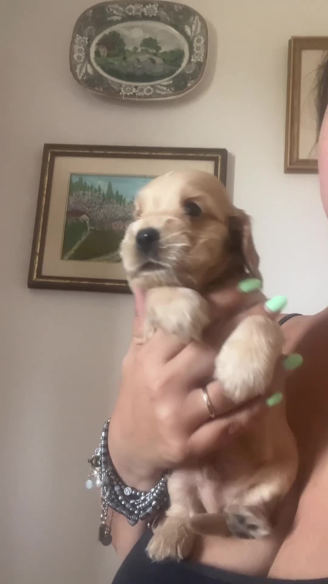 Cocker cani in vendita: Cocker cuccioli  - Video 1